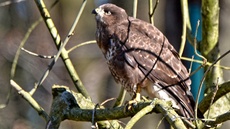 Mäusebussard (13).jpg